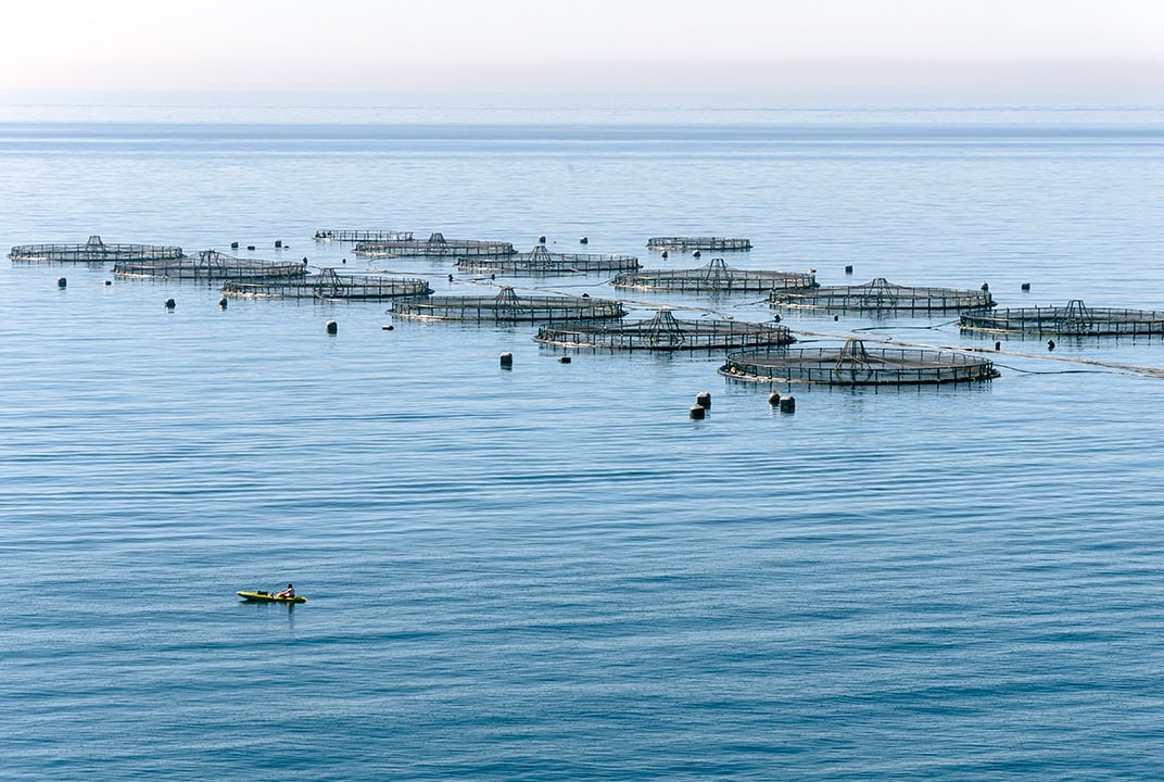 Aquaculture management