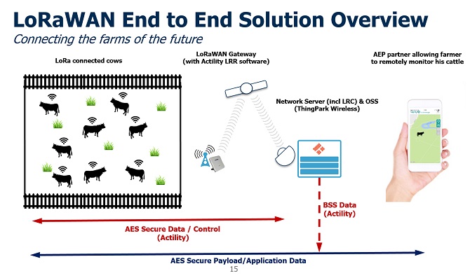 Diagram of a LoRaWAN solution for farming with cows