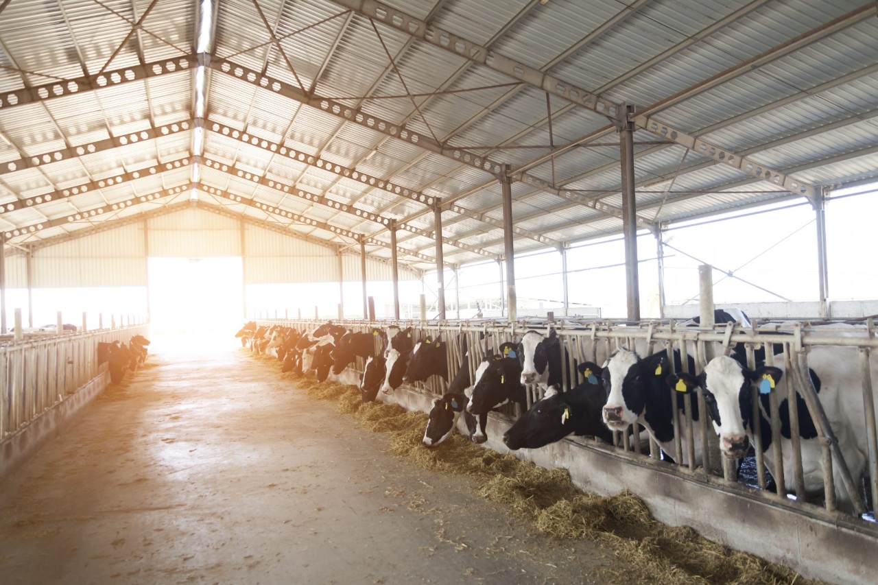 Cows feeding in shed