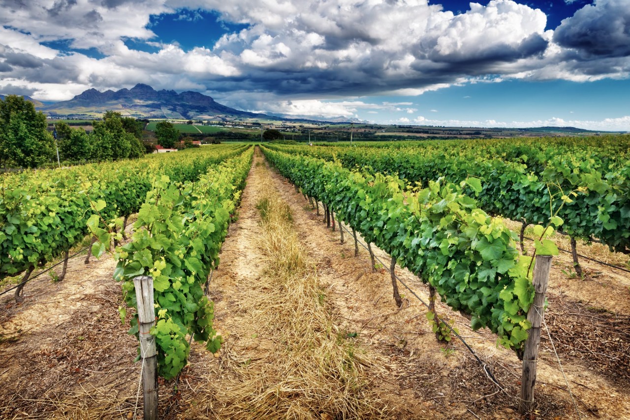 Vines stretching into the distance