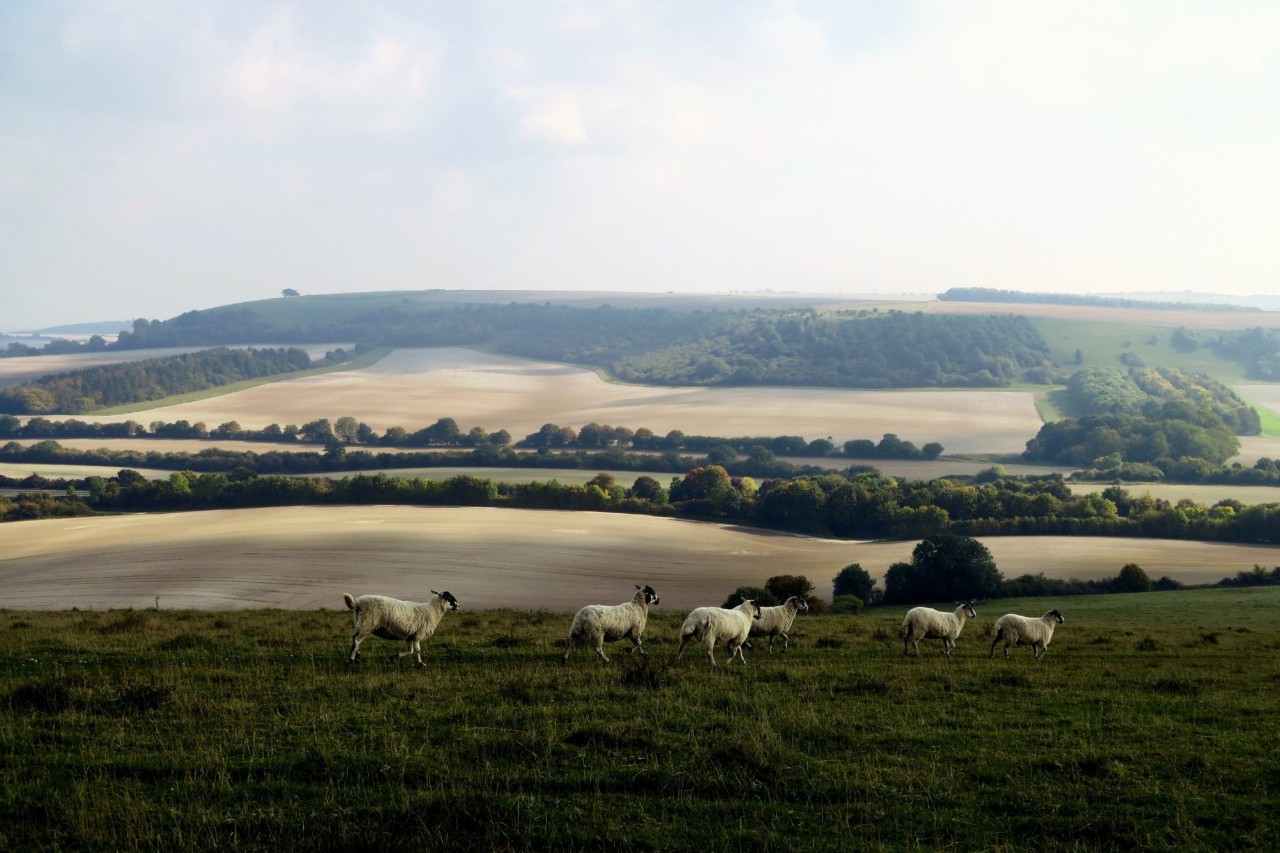 Sheep grazing in rolling countryside