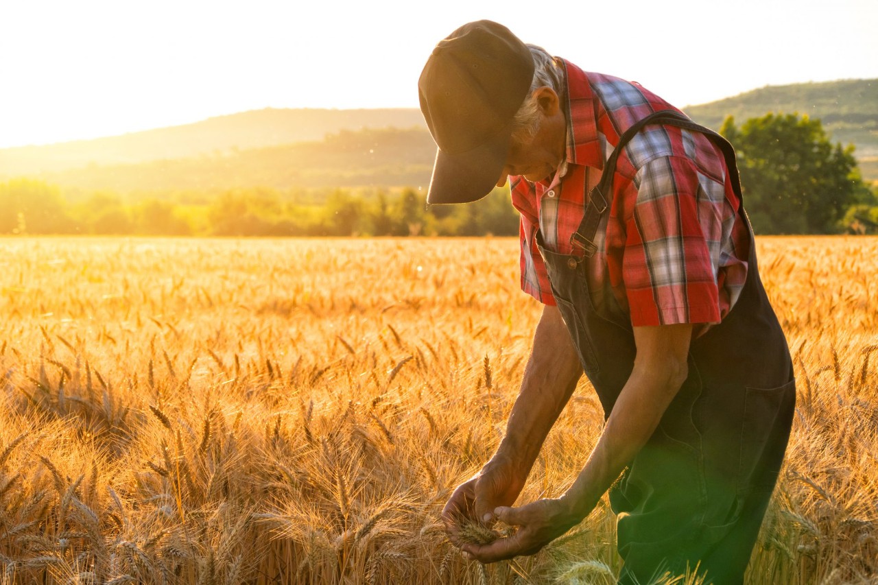 Farmer closely examining his crop