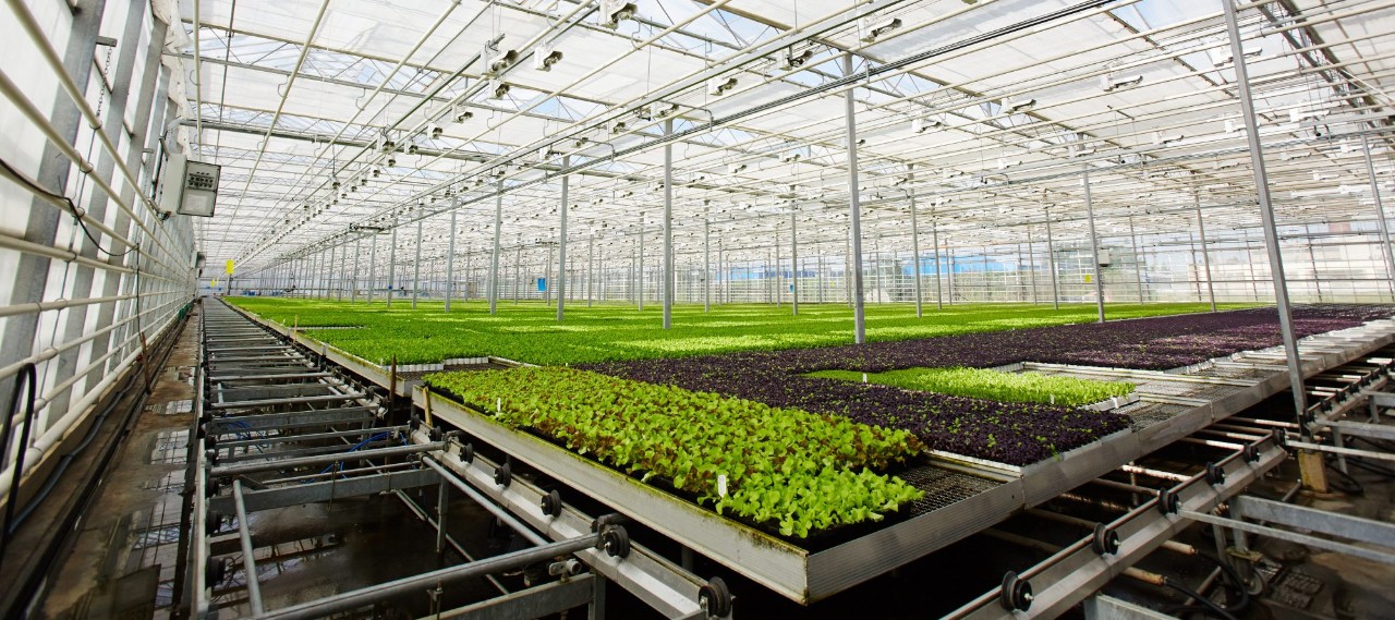 Agricultural greenhouse