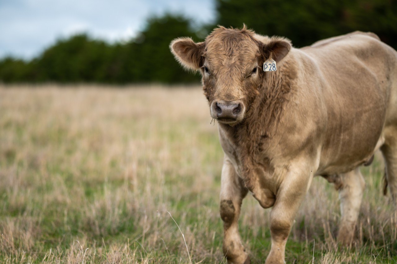 Cattle in field grazing on grass