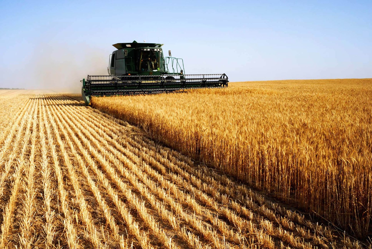 Combine harvester in a field of wheat