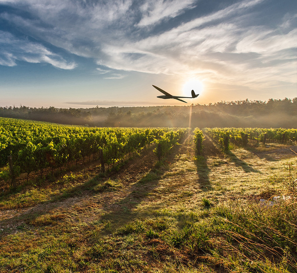 A winged UAV flies over a vineyard monitoring crop health against the backdrop of a sunset